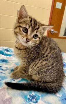 Peanut Butter Cup -  Domestic Short Hair Cat for Adoption in Westland, Michigan - Peanut Butter Cup | PetCurious