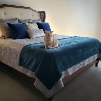 Domestic Short Hair Cats Available for Adoption in Stockton, California - Heath INDOOR ONLY  | PetCurious