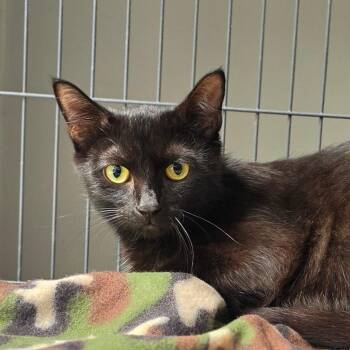 Dolly -  Domestic Short Hair Cat for Adoption in Muncie, Indiana - Dolly | PetCurious