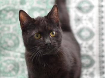 Domestic Short Hair Cats Available for Adoption - Bowl | PetCurious
