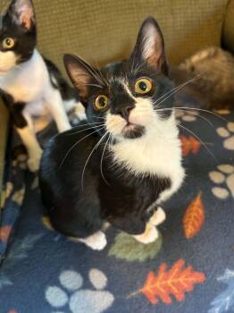 Clarice -  Tuxedo Cat for Adoption in Mobile, Alabama - Clarice | PetCurious