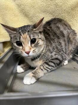 Domestic Short Hair Cats Available for Adoption - SAUCERS | PetCurious