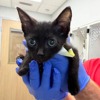 Timber (14) -  Domestic Short Hair Cat for Adoption in Marshall, Texas - Timber (14) | PetCurious