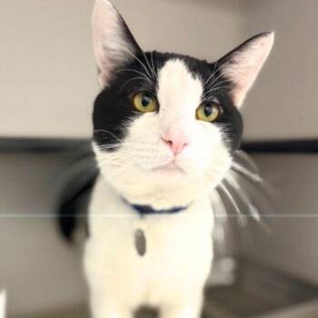 Domestic Short Hair Cats Available for Adoption - COLBY | PetCurious