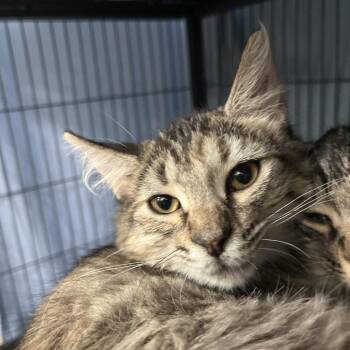 Syrax -  Domestic Medium Hair Cat for Adoption in Lakeland, Florida - Syrax | PetCurious