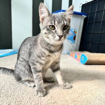 Muffin -  Domestic Short Hair Cat for Adoption in Parkersburg, West Virginia - Muffin | PetCurious