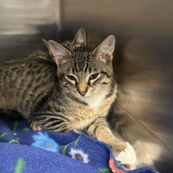Boots -  Domestic Short Hair Cat for Adoption in Kent, Washington - Boots | PetCurious