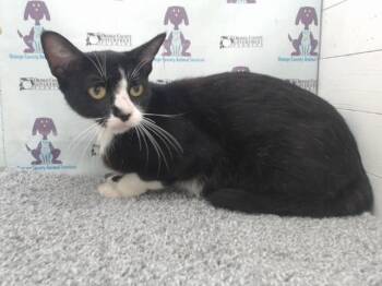 A596954 -  Domestic Short Hair Cat Available for Adoption in Orlando, Florida - A596954 | PetCurious