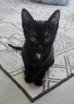 Rescue Domestic Short Hair Cats for Adoption in Huntington Beach, California - Luci | PetCurious