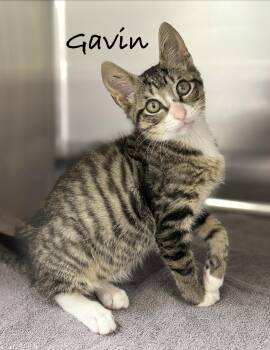 Gavin -  Domestic Short Hair Cat for Adoption in Pawleys Island, South Carolina - Gavin | PetCurious