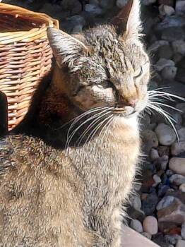 Tabby Cats Available for Adoption - Patsy Napa | PetCurious