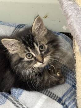 MilqueToast -  Domestic Medium Hair Cat for Adoption in Fort Collins, Colorado - MilqueToast | PetCurious