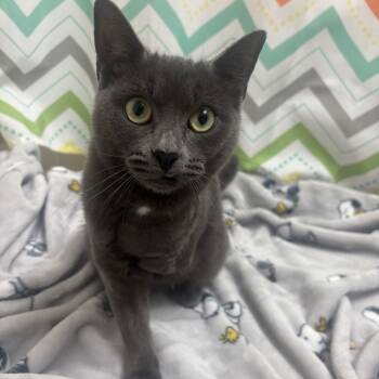 Rescue Domestic Short Hair Cats for Adoption in Port Richey, Florida - Selena | PetCurious