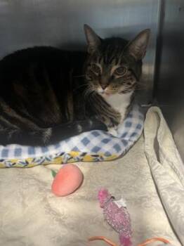 Ozzy -  Domestic Short Hair Cat for Adoption in Largo, Florida - Ozzy | PetCurious