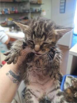 Milly -  Domestic Short Hair Cat for Adoption in Winfield, Kansas - Milly | PetCurious