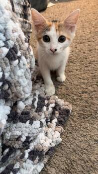 Suzie Q -  Domestic Short Hair Cat for Adoption in St. Cloud, Florida - Suzie Q | PetCurious