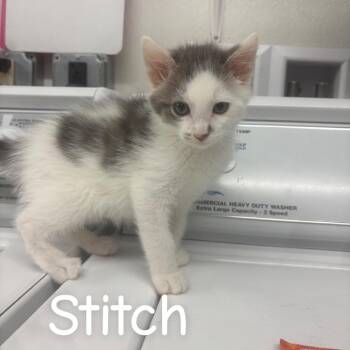 Stitch -  Domestic Short Hair Cat for Adoption in Buffalo, Minnesota - Stitch | PetCurious