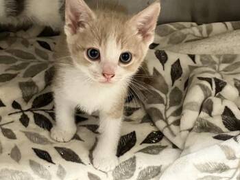 MUSTACHIO -  Domestic Short Hair Cat for Adoption in Tustin, California - MUSTACHIO | PetCurious