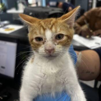 Stevens -  Domestic Short Hair Cat for Adoption in Newark, New Jersey - Stevens | PetCurious