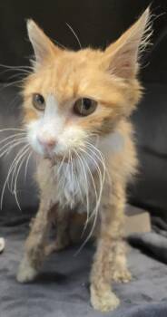 37340924 -  Domestic Medium Hair Cat for Adoption in El Paso, Texas - 37340924 | PetCurious