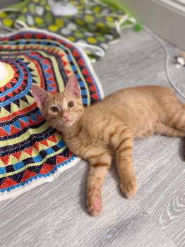 Rescue Domestic Short Hair Cats for Adoption in Boca Raton, Florida - Ember & Jett BONDED | PetCurious