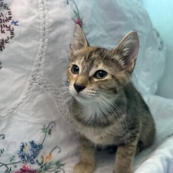 Nikki Sixx -  Domestic Short Hair Cat for Adoption in Matteson, Illinois - Nikki Sixx | PetCurious