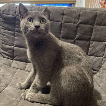 Johnsie -  Domestic Short Hair Cat for Adoption in Richmond, Virginia - Johnsie | PetCurious