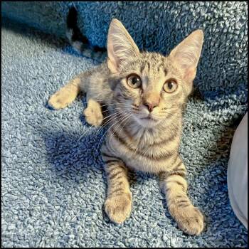 Rescue Domestic Short Hair and Tabby Cats for Adoption in Roswell, Georgia - Holcomb | PetCurious