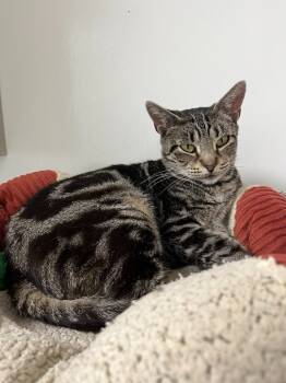 Rescue Domestic Short Hair Cats for Adoption in Brookings, Oregon - Mei | PetCurious