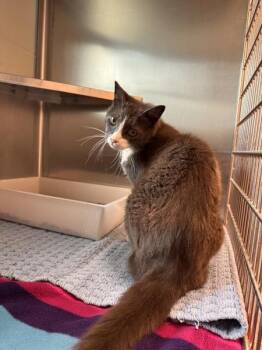 Crouton -  Domestic Short Hair Cat for Adoption in Stratham, New Hampshire - Crouton | PetCurious