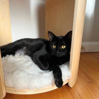Domestic Short Hair Cats Available for Adoption - Elodie | PetCurious