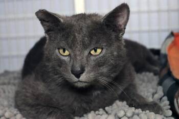 Domestic Short Hair Cats Available for Adoption in Vancouver, Washington - Zuko | PetCurious