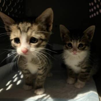 Pastina -  American Shorthair Cat for Adoption in Oceanside, New York - Pastina | PetCurious