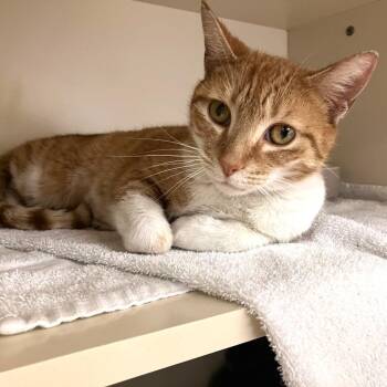 Domestic Short Hair Cats Available for Adoption - Pina | PetCurious