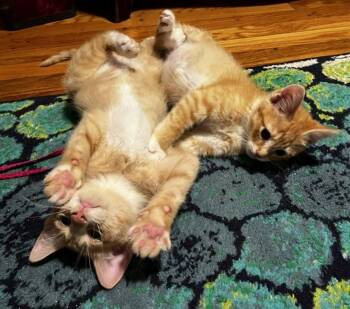 Hamlin and Tango -  Domestic Short Hair Cat Available for Adoption in Melrose, Massachusetts - Hamlin And Tango | PetCurious