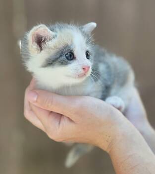 Farrah -  Dilute Calico Cat for Adoption in Woodsfield, Ohio - Farrah | PetCurious