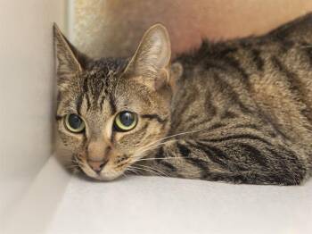 SAMIRA -  Domestic Medium Hair Cat for Adoption in Phoenix, Arizona - SAMIRA | PetCurious