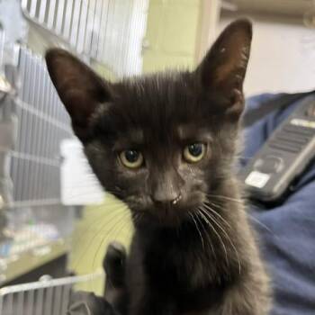 Jannie (red) -  Domestic Short Hair Cat for Adoption in Baltimore, Maryland - Jannie (red) | PetCurious