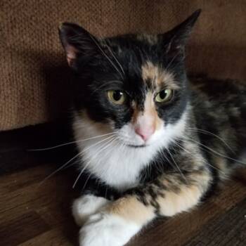Rescue Domestic Short Hair Cats for Adoption in Inwood, West Virginia - Calie | PetCurious
