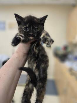 GRETEL -  Domestic Short Hair Cat for Adoption in Aliquippa, Pennsylvania - GRETEL | PetCurious