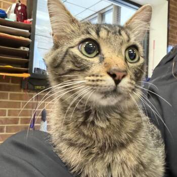 Barlow -  Domestic Short Hair Cat for Adoption in Birmingham, Alabama - Barlow | PetCurious