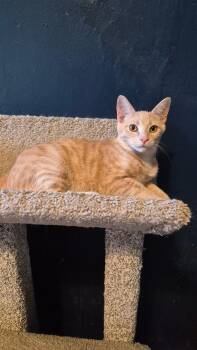 Cedar -  Domestic Short Hair Cat for Adoption in Louisville, Kentucky - Cedar | PetCurious