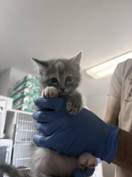 Push -  Domestic Short Hair Cat for Adoption in Bolivar, Missouri - Push | PetCurious