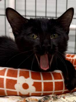 BLACK WIDOW & ELANOR -  Domestic Short Hair Cat for Adoption in Lake Ozark, Missouri - BLACK WIDOW & ELANOR | PetCurious