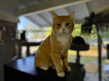 Rescue Domestic Short Hair Cats for Adoption in Palo Cedro, California - Obi | PetCurious