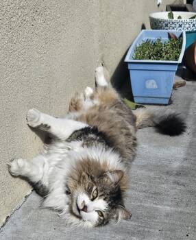 Domestic Medium Hair Cats Available for Adoption - Rocky (Courtesy Post) | PetCurious