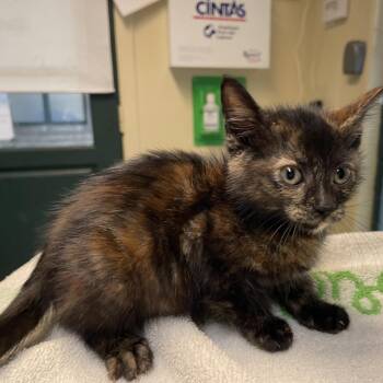 Letty -  Domestic Short Hair Cat for Adoption in Pasadena, California - Letty | PetCurious