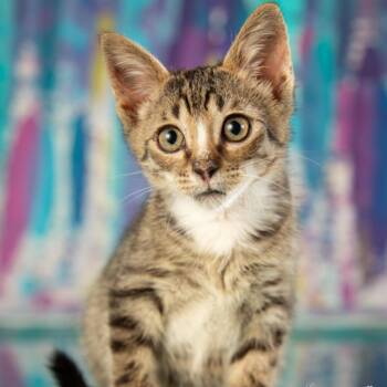 Rescue Domestic Short Hair Cats for Adoption in Springfield, Missouri - Alexander | PetCurious