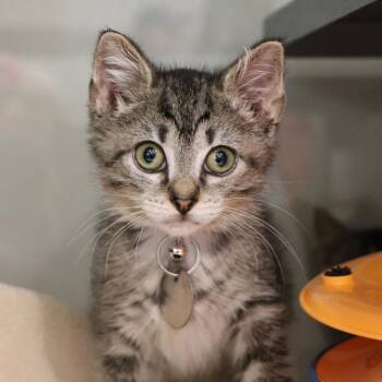 Hallie -  Domestic Short Hair Cat for Adoption in Port Washington, New York - Hallie | PetCurious