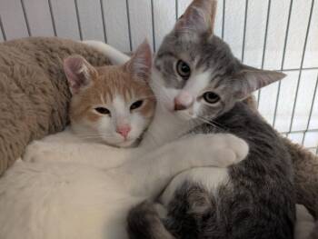 Rescue Domestic Short Hair Cats for Adoption in Eureka, California - Bonnie | PetCurious